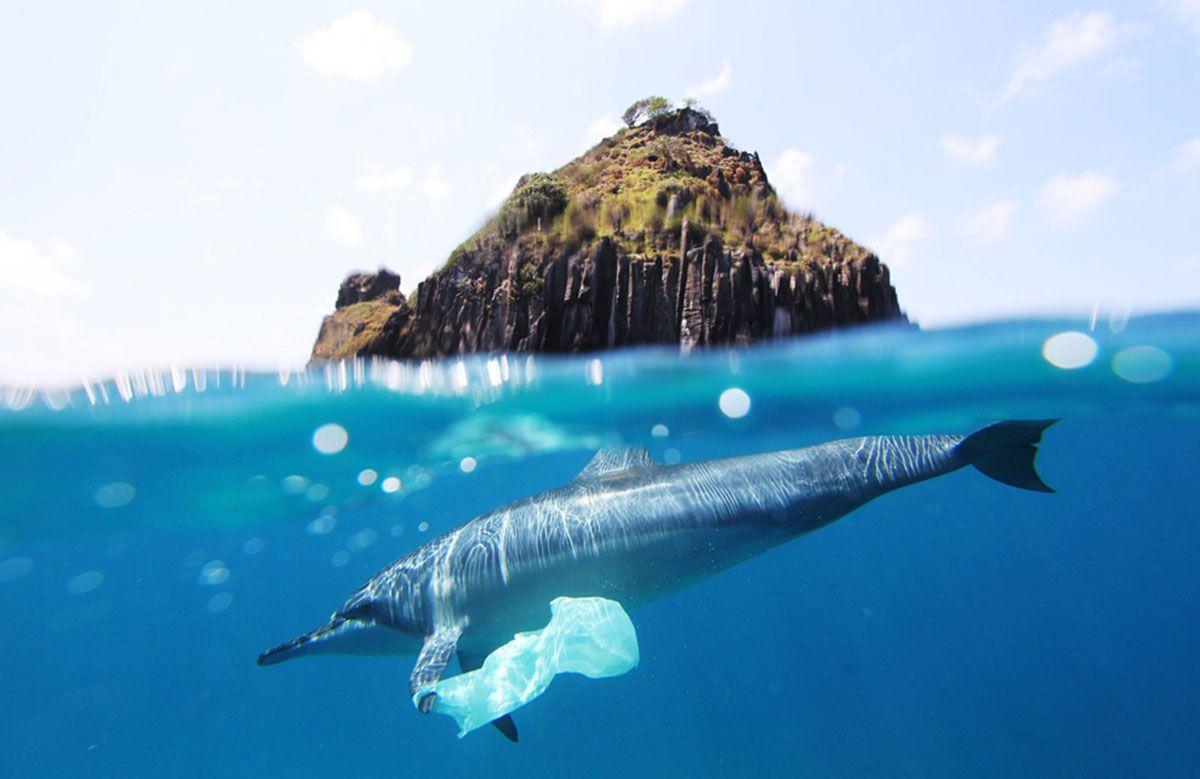 Dolphin swimming in the plastic ocean